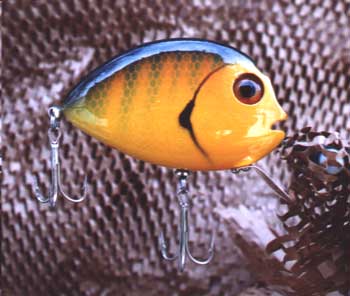 dgoldperch.jpg (17566 bytes)