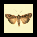 Insects on the web